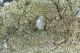 Drusy Pyrite Covered Quartz - Morocco #57298-2